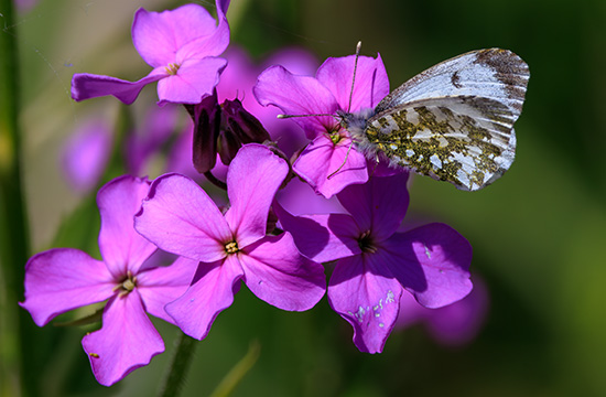 Lestes sponsa Emerald damselfly scotland close